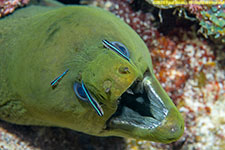 moray